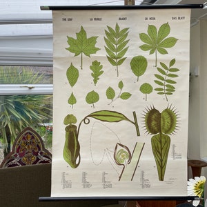 Vintage BLATT VARIATIONEN Rollkarte BOTANISCHES Schulposter das Blatt, Blätter