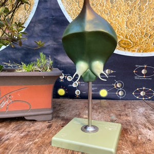 Vintage SOMSO model of PINUS SILVESTRIS educational model Botanical model of forest pine female flower