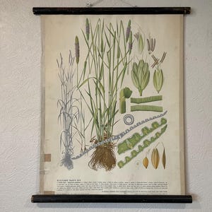 Vintage botanische muurkaart van MEADOW FOXTAIL GRASS 1947 kaart Wilde bloemen schoolkaart