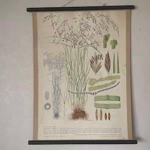 Vintage botanische muurkaart van WOOD MEADOW GRASS 1947 kaart wilde bloemen schoolkaart