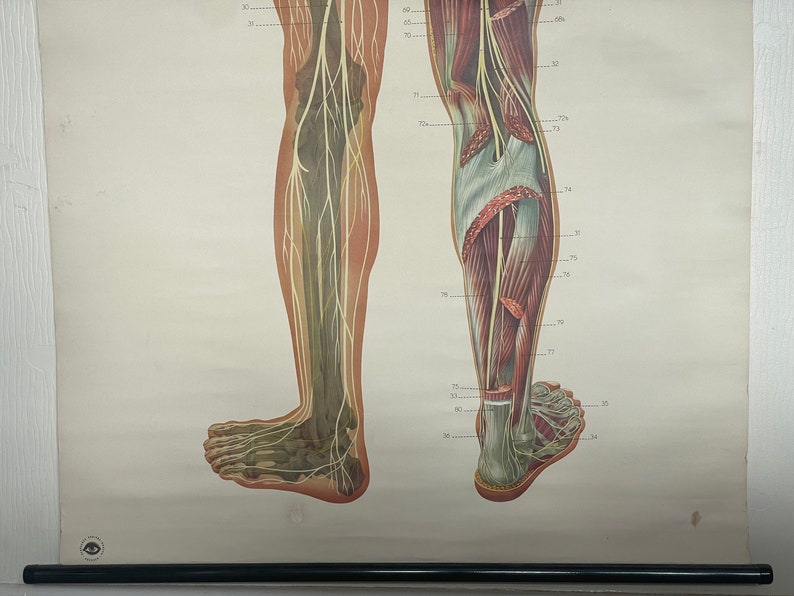 Vintage FULL BODY NERVOUS System School Chart Anatomy Roll Down Medical ...