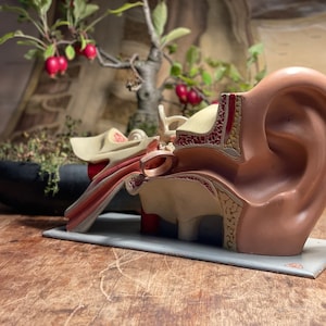 Vintage Somso HUMAN EAR school educational model medical ANATOMY model
