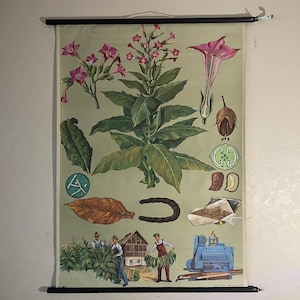 Vintage TABAK Schullehrkarte Jung Koch Quentell BOTANISCH Wandbehang 1964