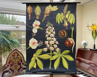 Vintage HORSE CHESTNUT school chart Jung Koch Quentell botanical poster BOTANICAL conkers