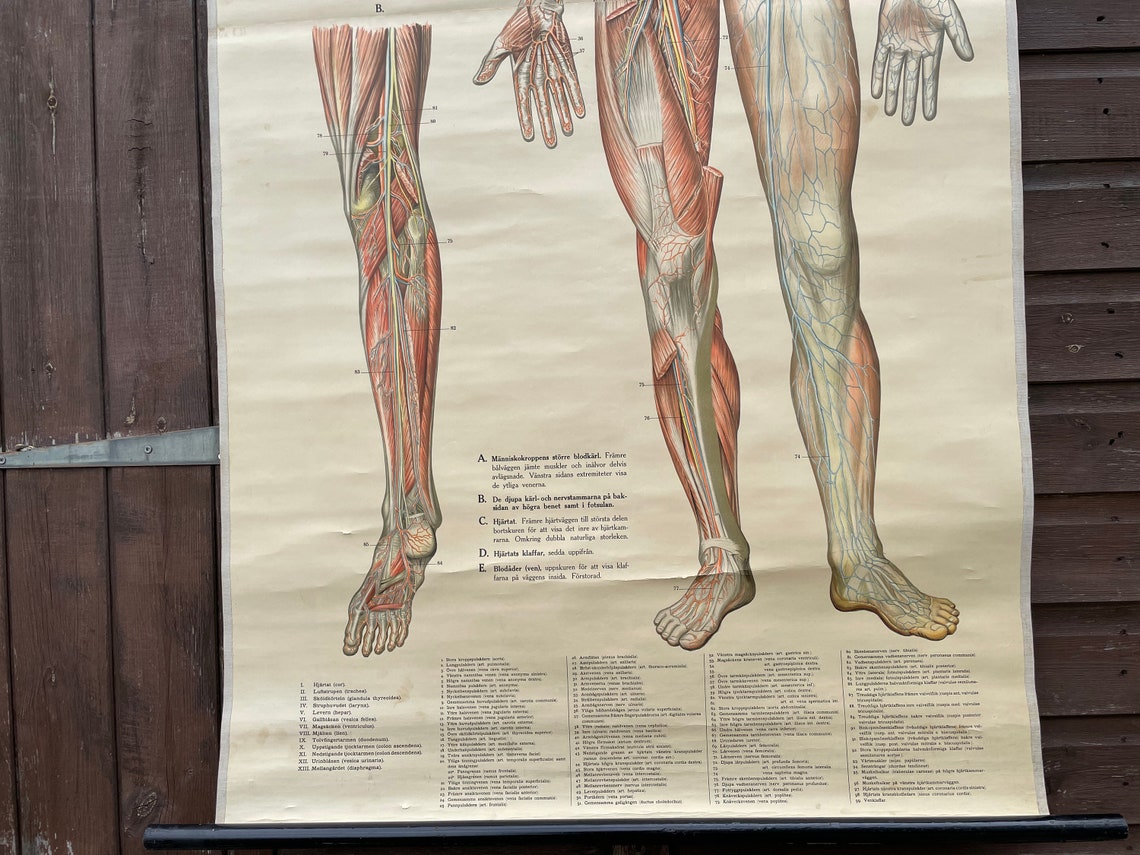 Vintage Full Body CIRCULATION Educational MEDICAL School Chart Anatomy ...