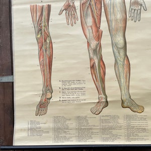 Vintage Full Body CIRCULATION Educational MEDICAL School Chart Anatomy ...