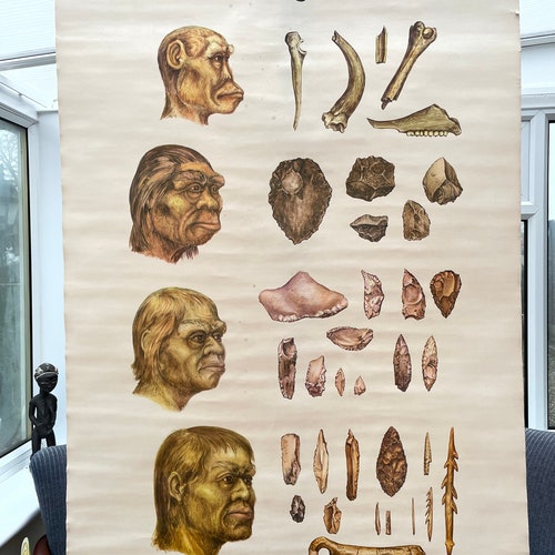 Vintage school chart EVOLUTION OF MAN poster educational shops chart early man.