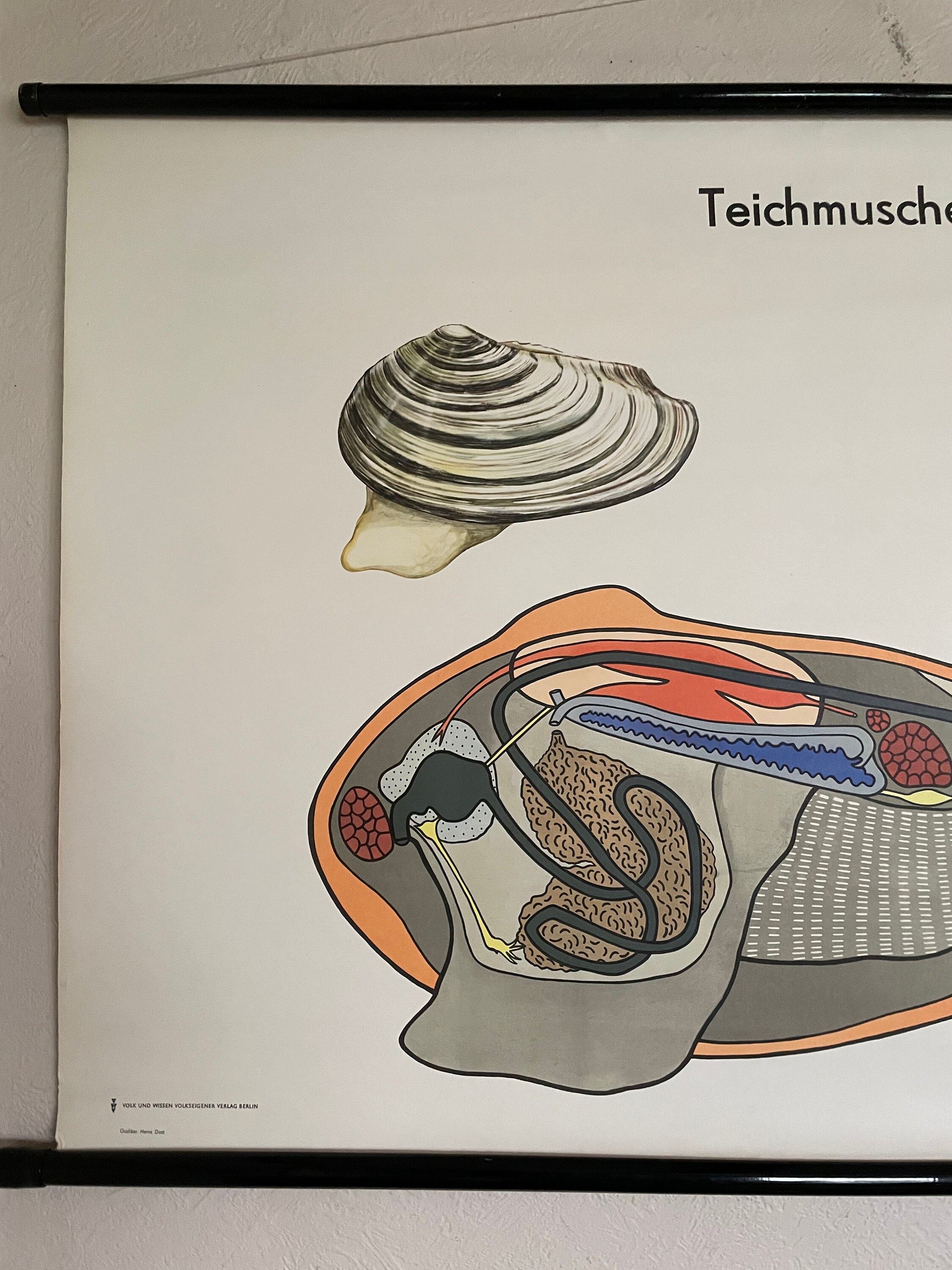 Vintage MUSSEL School Chart BIVALVE Roll Down Educational Chart. - Etsy