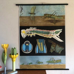 Vintage roll down school chart of a GRASSHOPPER by Jung Koch Quentell zoological educational wall chart