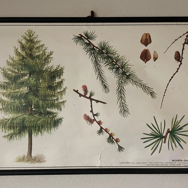 Vintage EUROPEAN LARCH TREE  botanical school chart botany roll down linen poster.