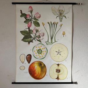 Carte scolaire vintage POMMES, affiche BOTANIQUE, murale éducative, FRUITS