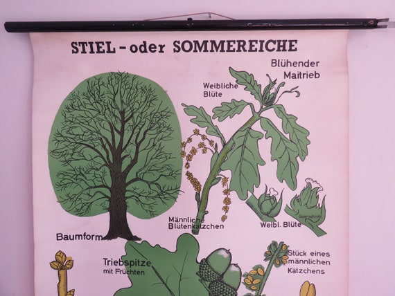 Oak Leaf Chart