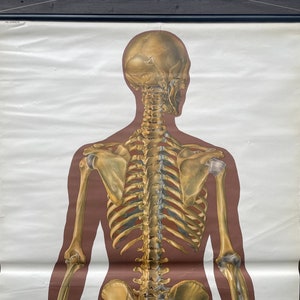 Vintage FULL BODY SKELETON School Chart Bones Anatomy Roll Down Medical ...