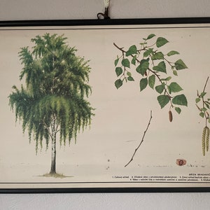 Poster vintage de botanique, tableau botanique, BIRCH TREE BOTANICAL