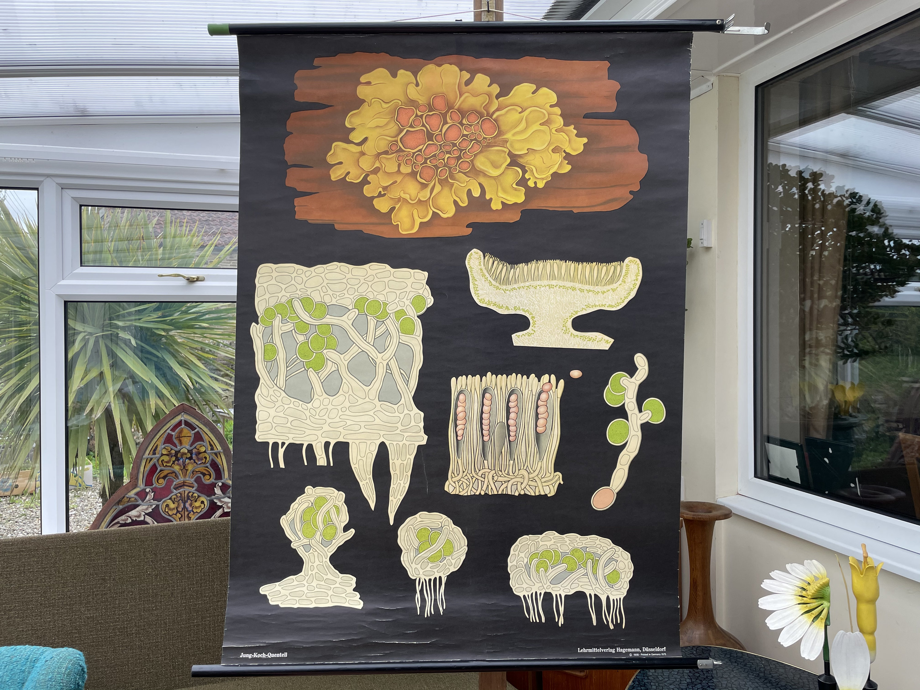 Vintage Lichen School Chart: Botanical Wall Art, Jung Koch Quentell