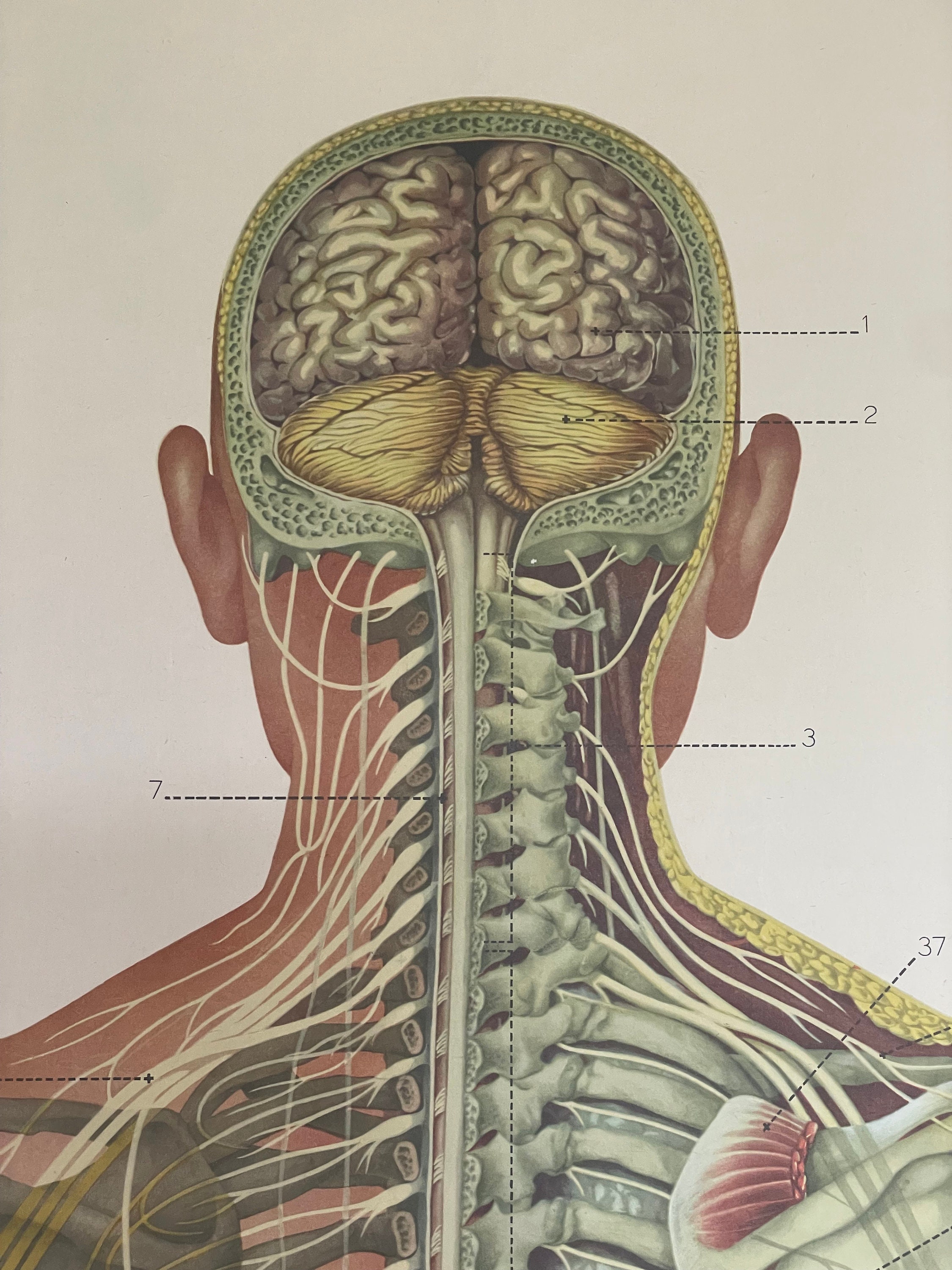 Vintage FULL BODY NERVOUS System School Chart Anatomy Roll Down Medical ...