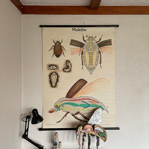 Può includere: Un grafico educativo vintage intitolato "Maikäfer" che rappresenta il ciclo di vita di uno scarabeo di maggio. Il grafico mostra lo scarabeo in diverse fasi di sviluppo, tra cui l'uovo, la larva, la pupa e l'adulto. Il grafico è montato su una parete con una barra nera nella parte superiore.