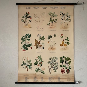 Quadro escolar vintage FRUTAS E FRUTAS VERMELHAS plantas de uso quadro botânico morango silvestre framboesa, mirtilo