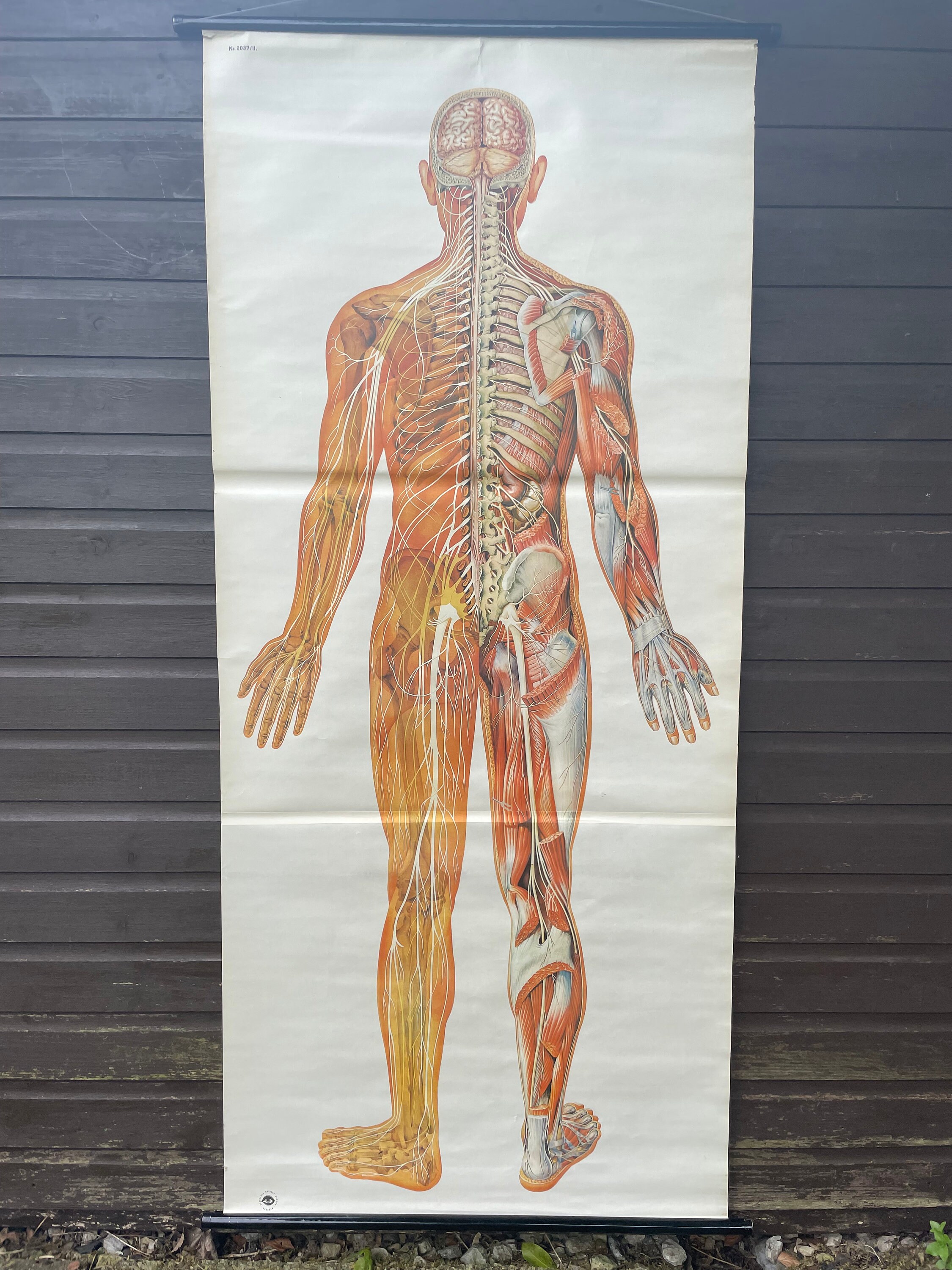 Vintage FULL BODY NERVOUS System School Chart Anatomy Roll Down Medical ...