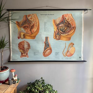 Vintage MANNELIJKE REPRODUCTIEVE ANATOMIE afrollen schoolkaart educatieve biologie