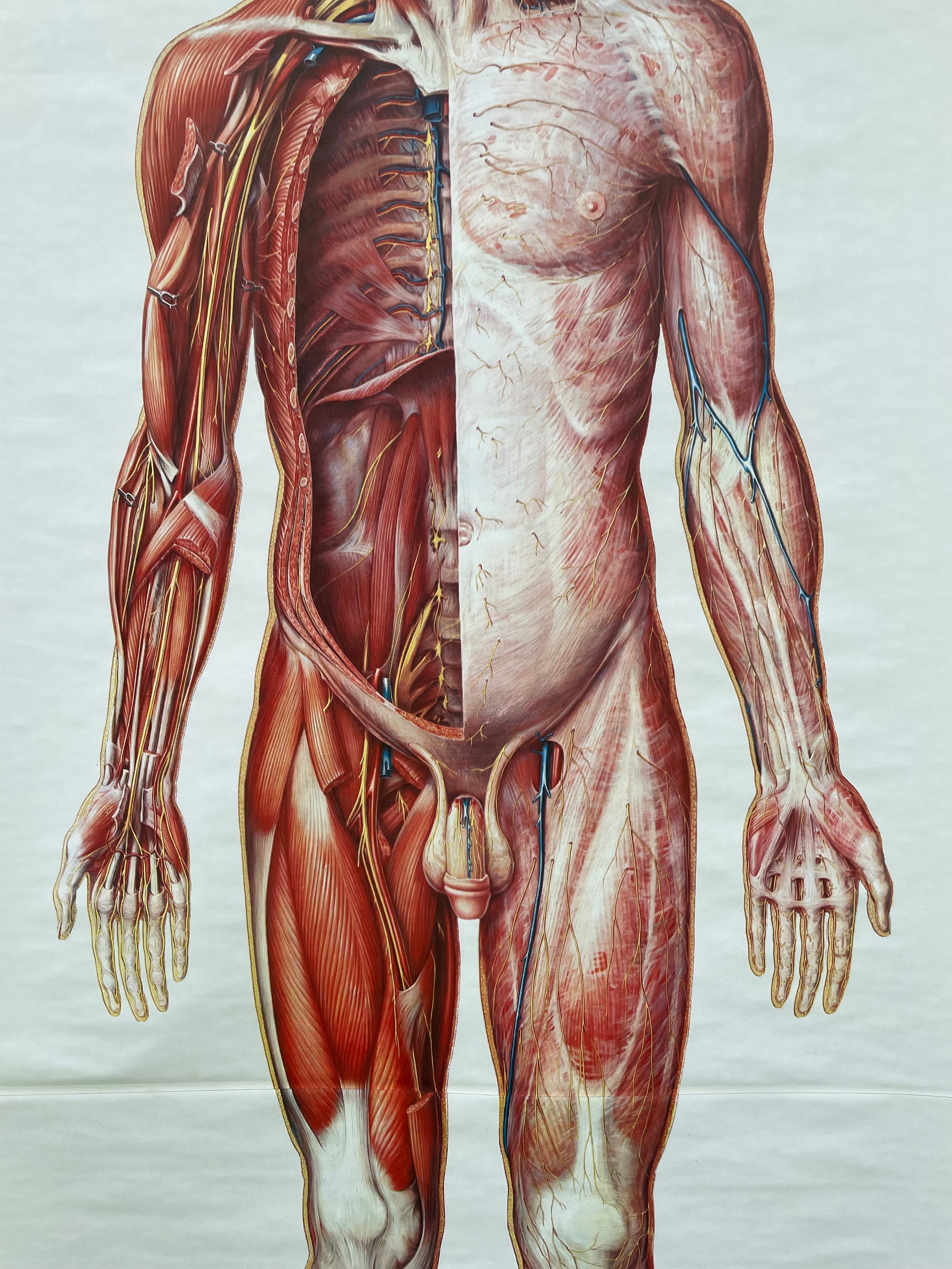 Vintage FULL BODY CIRCULATION School Chart Anatomy Roll Down Medical ...