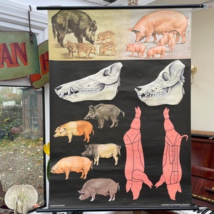 Carte scolaire vintage PORCS Jung Koch Quentell affiche éducative PORCS boucherie cochons sauvages 1968.