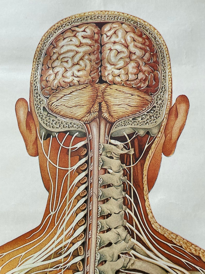 Vintage FULL BODY NERVOUS System School Chart Anatomy Roll Down Medical ...