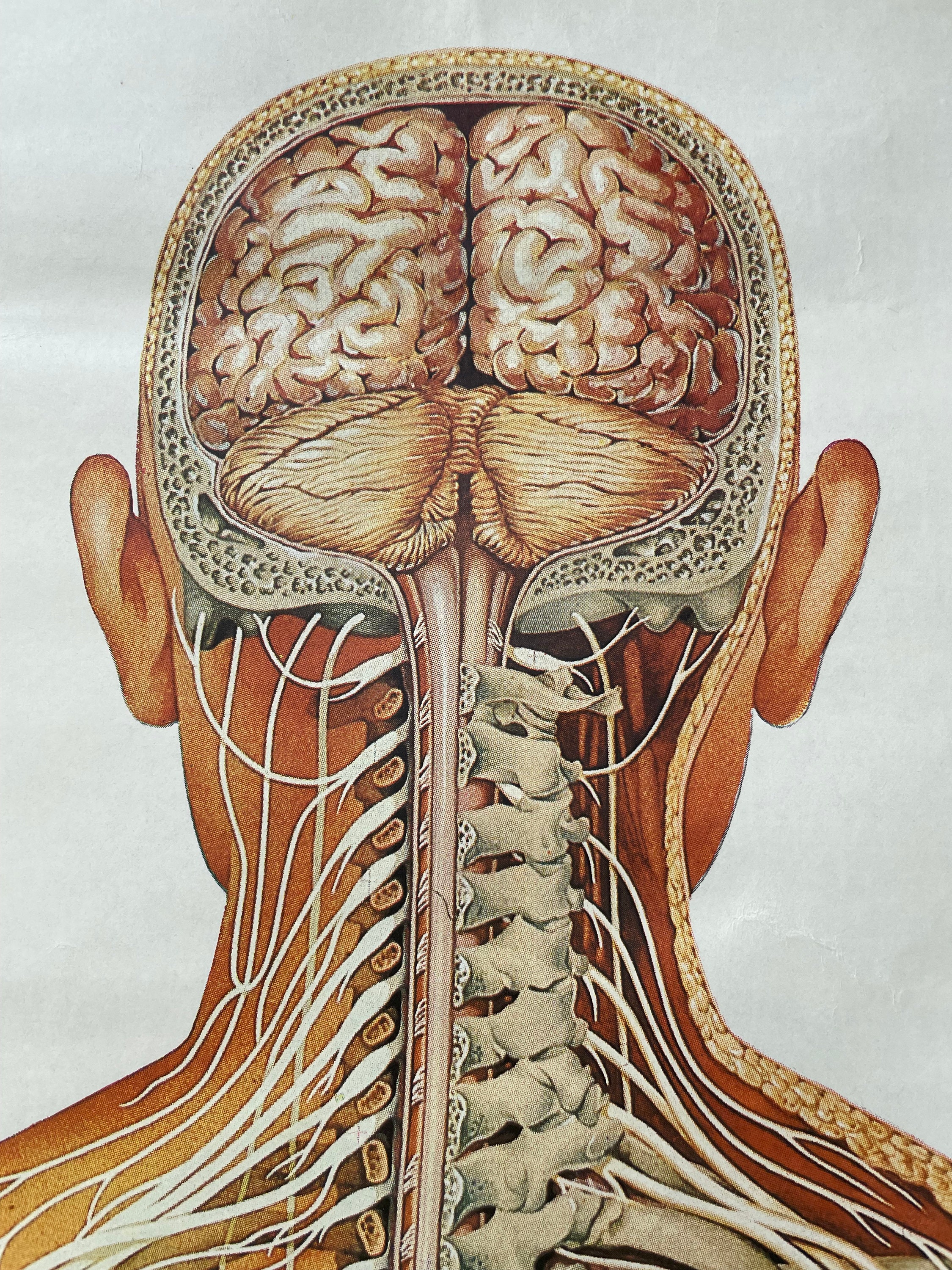 Vintage FULL BODY NERVOUS System School Chart Anatomy Roll Down Medical ...