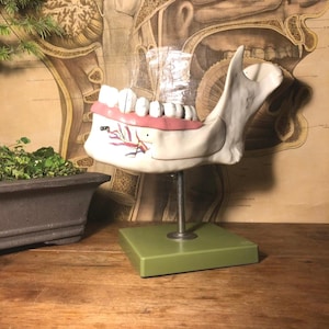 Vintage SOMSO LOWER JAW educational model Anatomy model Medical school