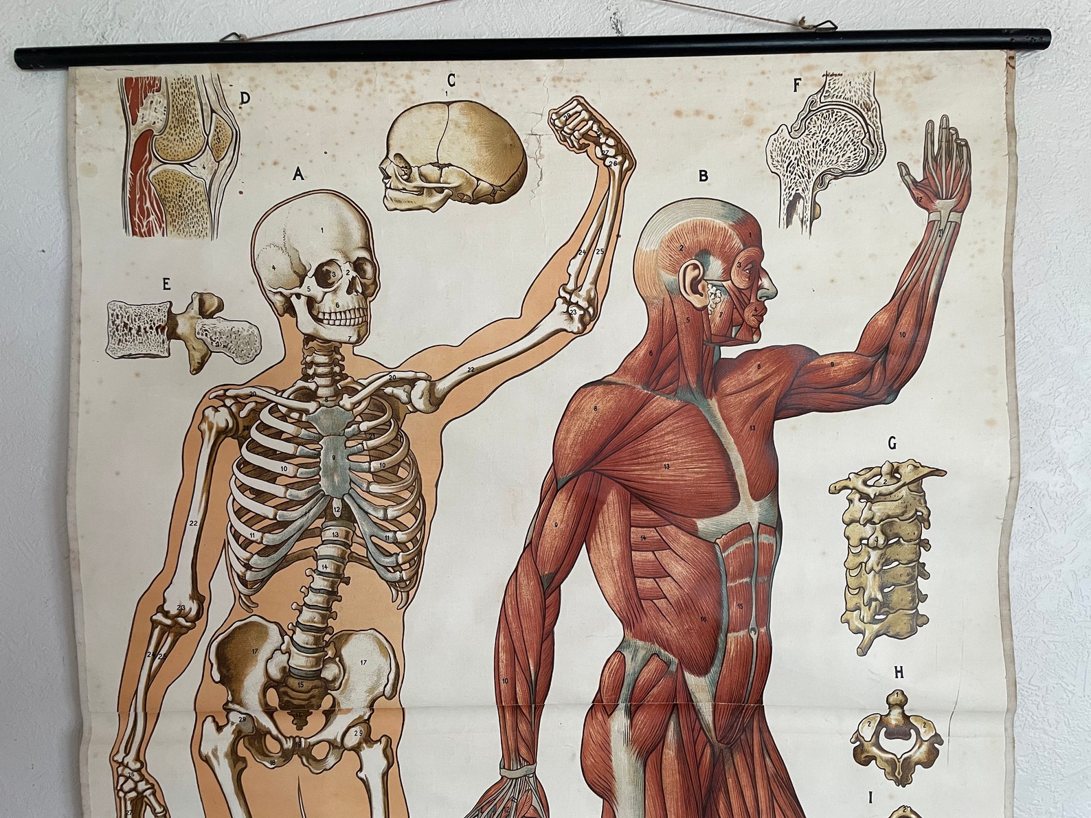 Rare Lithograph Vintage Medical School Chart of SKELETON & - Etsy