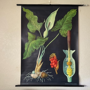 Zeldzame vintage schoolkaart ARUM LILY van Jung Koch Quentell, roll-down BOTANICAL
