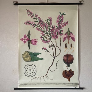 Vintage HEATHER schoolkaart Jung Koch Quentell BOTANISCHE wandkaartposter