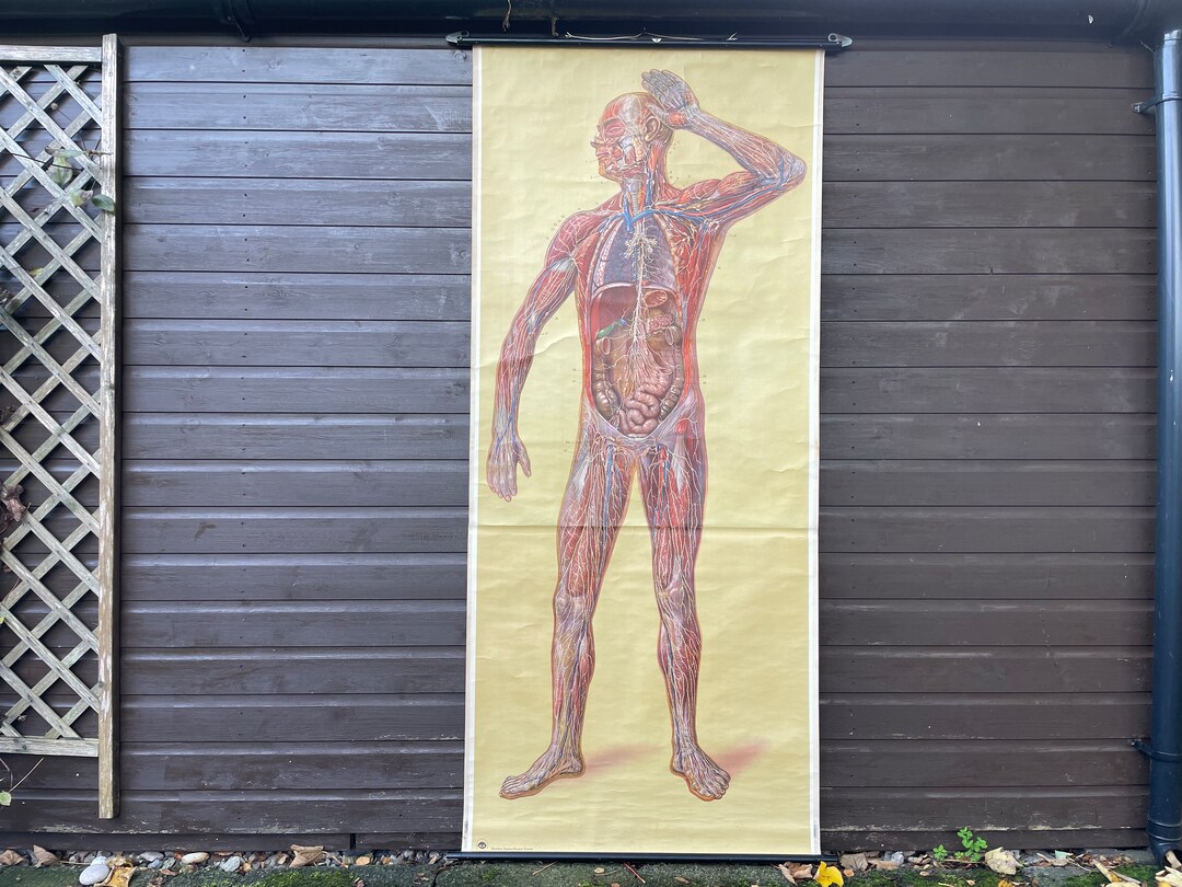 Vintage Full Body Medical School CHART of the LYMPHATIC SYSTEM ...