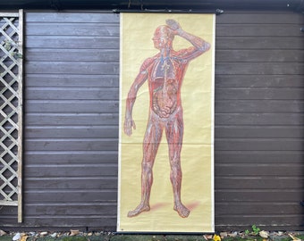 Può includere: Tavola anatomica vintage raffigurante una figura umana a corpo intero con muscoli, vene e organi interni visibili. L'illustrazione è realizzata in tonalità rosse, blu e beige, montata su un lungo poster rettangolare.
