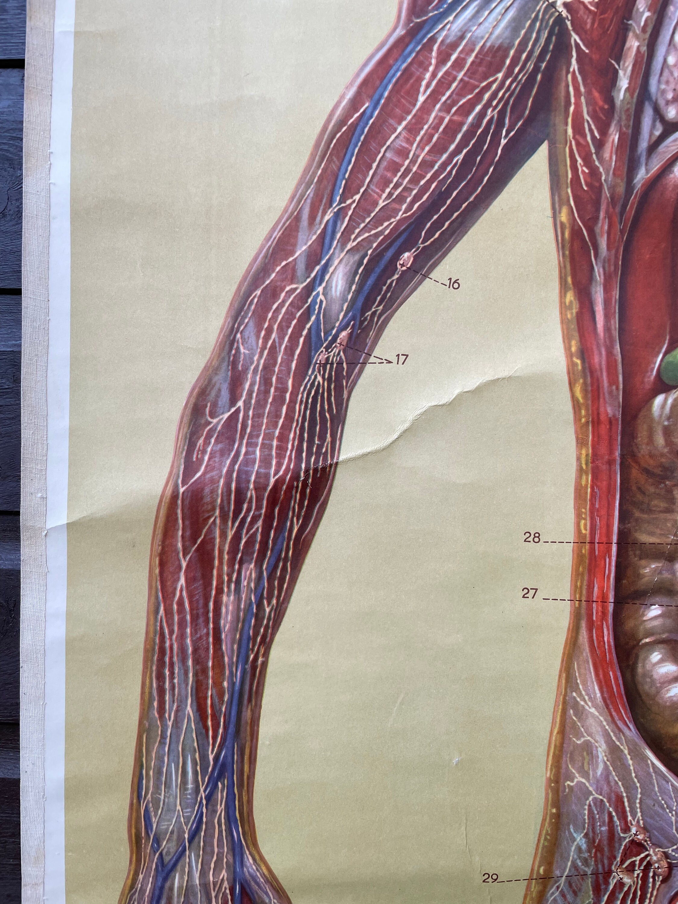 Vintage Full Body Medical School CHART of the LYMPHATIC SYSTEM ...