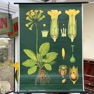 Vintage COWSLIP SLEUTELBLOEM schoolkaart Jung Koch Quentell BOTANISCHE primula officianalis 1963
