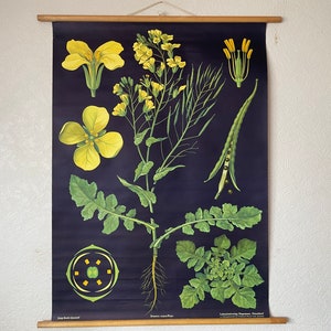 Vintage Jung Koch Quentell RAPESEED-schoolkaart uitrolposter verkrachting BOTANICAL