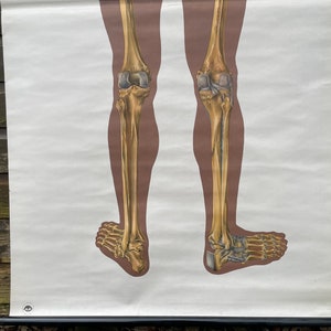 Vintage FULL BODY SKELETON School Chart Bones Anatomy Roll Down Medical ...
