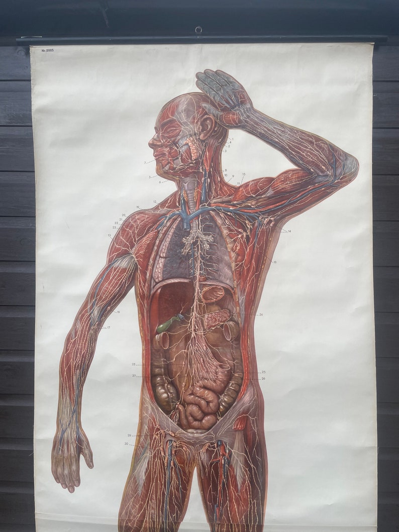 Vintage Full Body Medical School CHART of the LYMPHATIC SYSTEM ...
