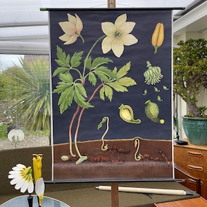 Vintage WOOD ANEMONE schoolkaart BOTANISCHE educatieve wandkaart 1964.