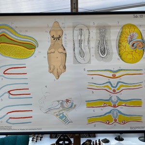 May include: A vintage educational chart illustrating the development of a frog embryo. The chart features detailed diagrams with labels in German, showcasing various stages of development from a single cell to a fully formed tadpole. The chart is printed on a white background with colored illustrations.
