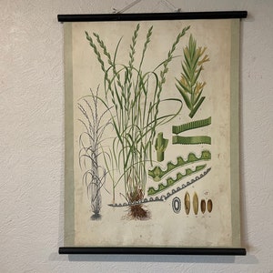 Vintage botanische muurkaart van OVERAL ROGGE GRAS 1947 kaart Wilde bloemen schoolkaart