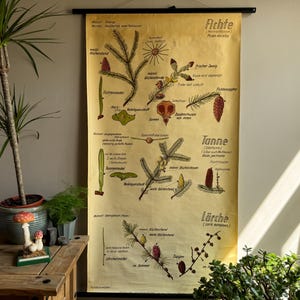 ヴィンテージのスプルースとカラマツ、モミの木の学校用植物図鑑、教育用壁掛けチャート。松、モミの木