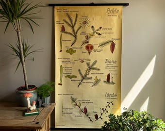Vintage Spruce and Larch Botanical Chart: German School Educational Wall Art PINES