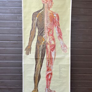 Vintage Full Body NERVOUS SYSTEM Educational Medical School Chart ...
