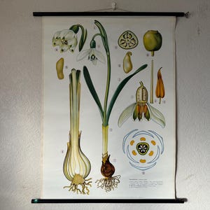 Vintage schoolkaart SNOWDROP BOTANICAL educatieve poster FLOWER