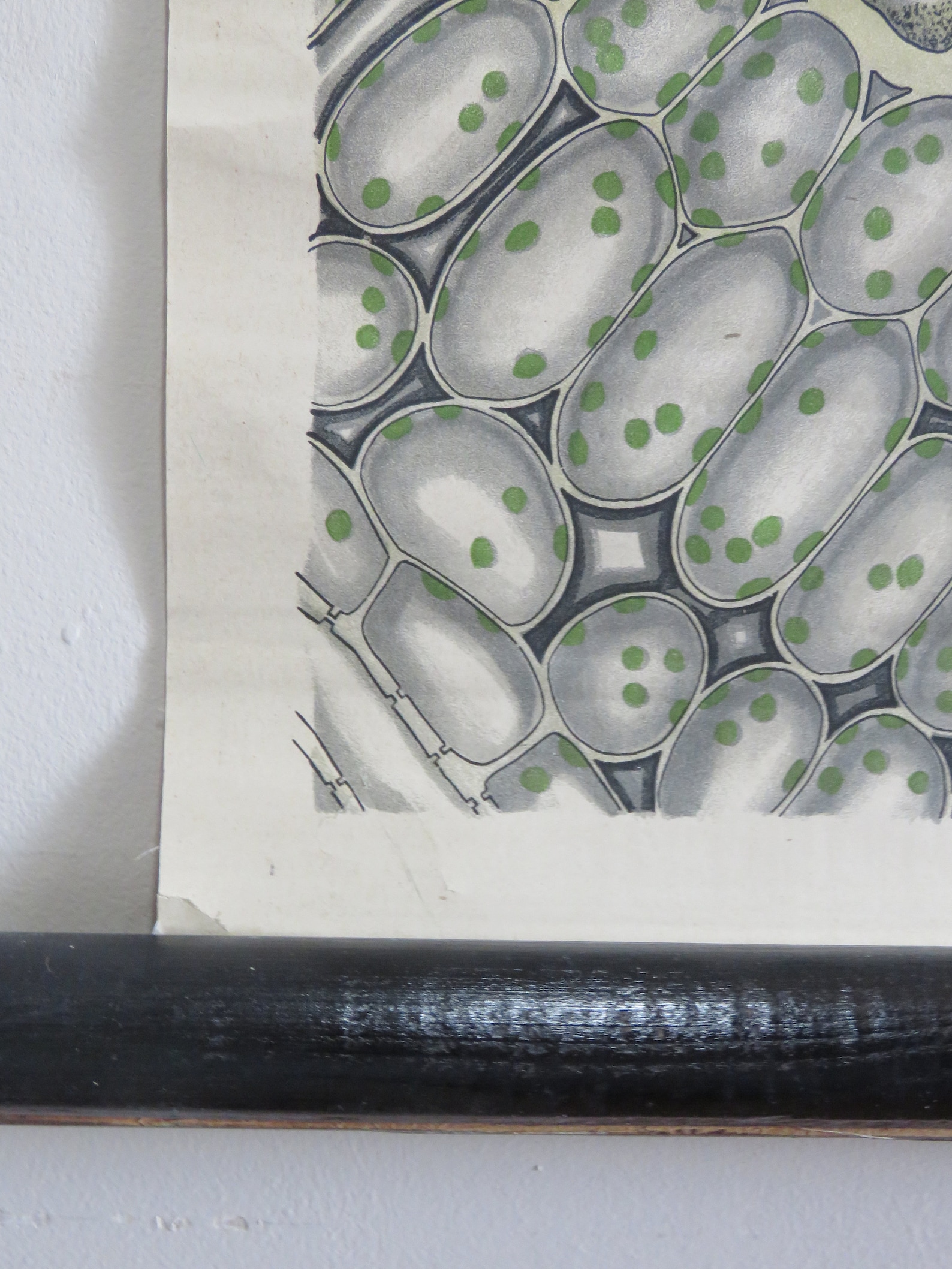 Rare vintage PLANT EPITHELIUM school chart BOTANICAL Rare vintage PLANT EPITHELIUM school chart BOTANICAL