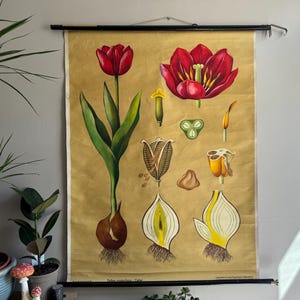 Zeldzame vintage TULP schoolkaart door Jung Koch Quentell botanische poster FLOWER BOTANY lithografie