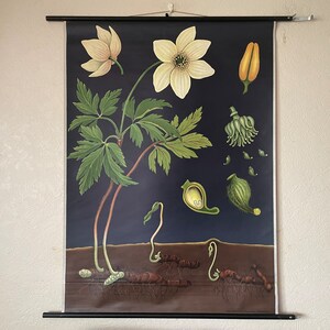 Vintage ANEMONE schoolkaart van Jung Koch Quentell BOTANISCHE linnen poster lithografie
