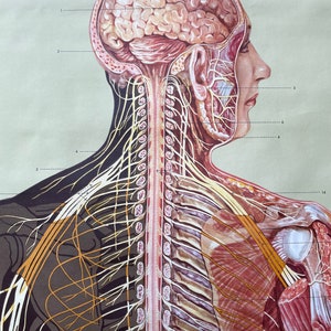Vintage Full Body NERVOUS SYSTEM Educational Medical School Chart ...